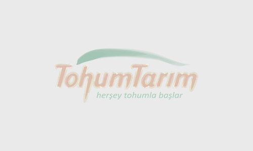 Aspir Tohumu